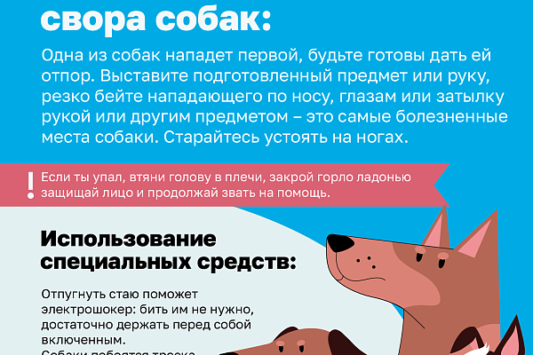 Как не стать жертвой укуса собаки?
