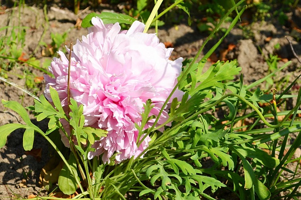 Море цветов, классики и веселый пасечник. В Урайской больнице подвели итоги конкурса на лучшую благоустроенную территорию 