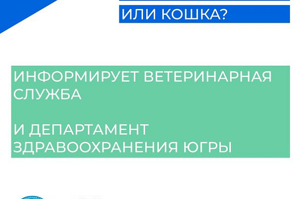 Алгоритм действий в случае нападения безнадзорных животных