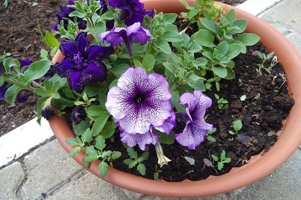 Море цветов, классики и веселый пасечник. В Урайской больнице подвели итоги конкурса на лучшую благоустроенную территорию 