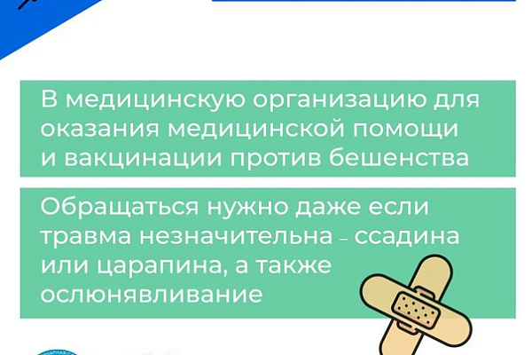 Алгоритм действий в случае нападения безнадзорных животных